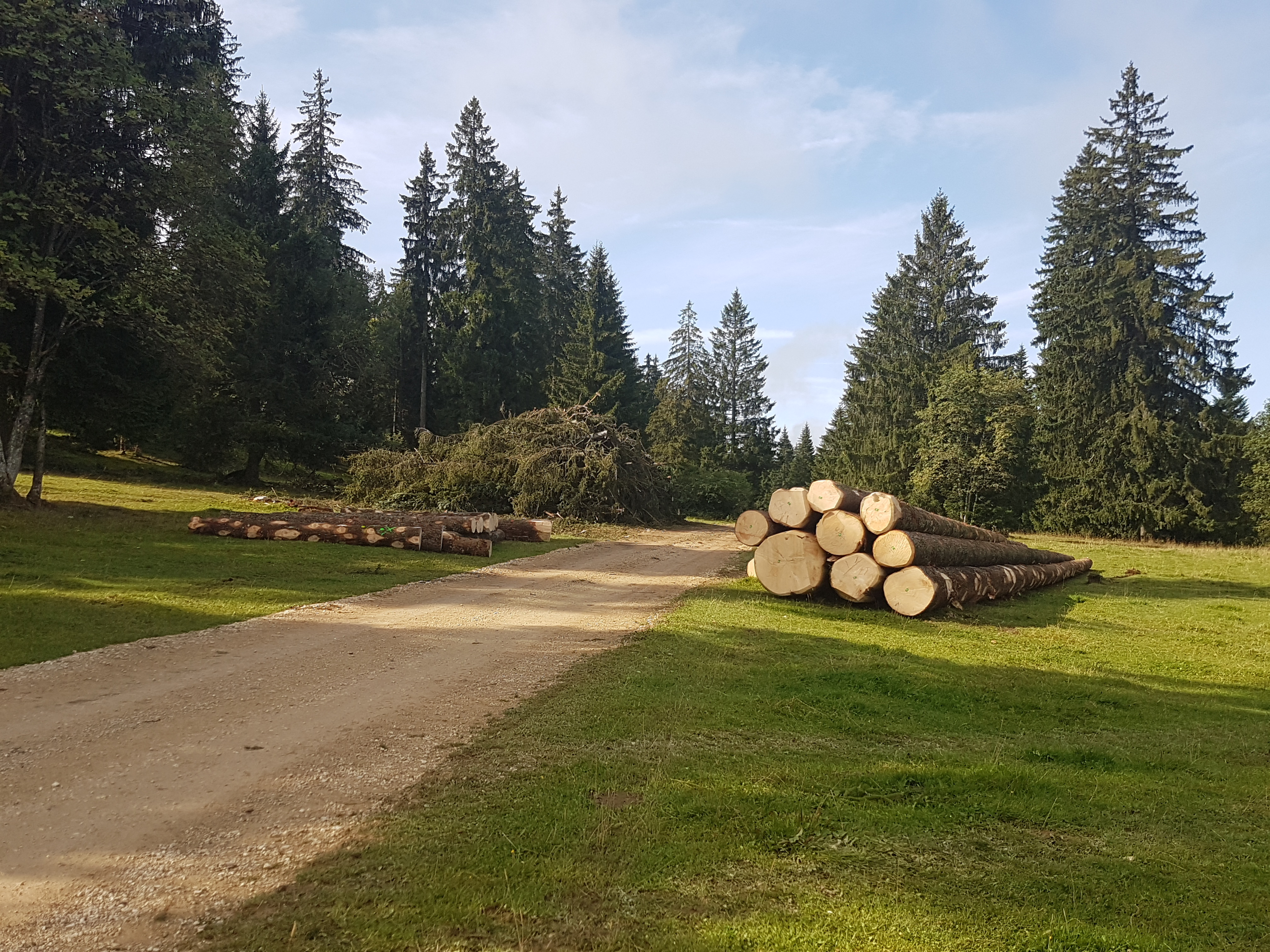 exploitation forestiere